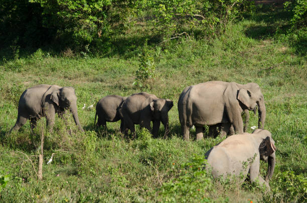 istock Asiatic Elephant is big five animal in asia 995242054