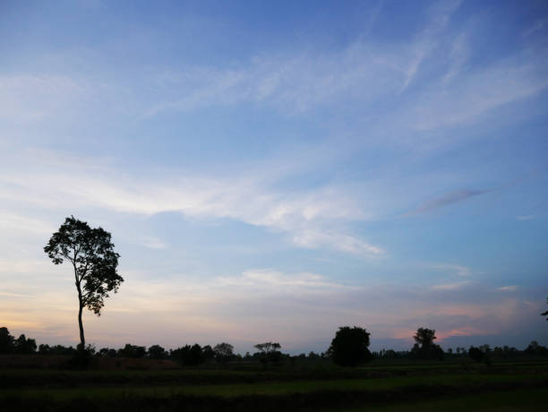 istock Beautiful Sunset, sunlight and tree field landscape in the evening. 995242182