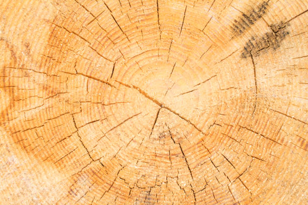 istock Wood texture of cut tree trunk, close-up 995247664
