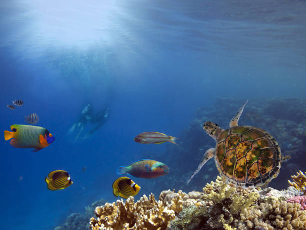 istock Underwater scene. Coral reef and turtle 995258124