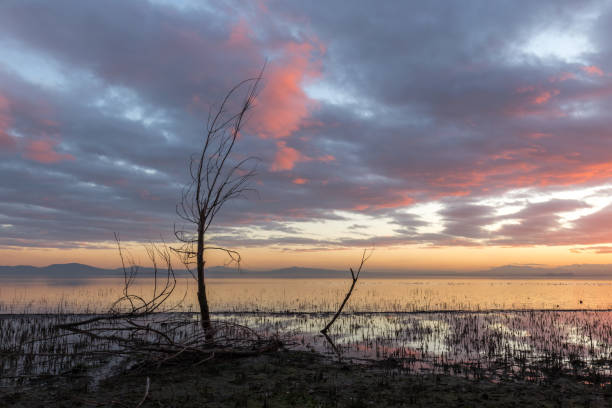 istock Moody lake shore at sunset, with sun light reflecting on water, and skeletal trees 995261278