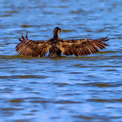 cormorant landing at Naivasha Lake - Filtered
