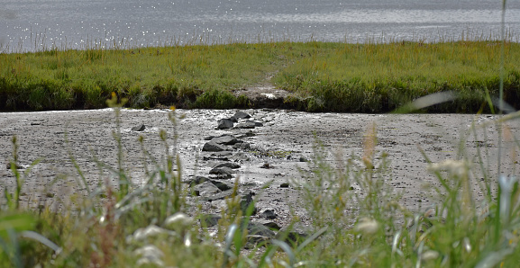 A small pathway of stones leading through the tidal marsh muck to a small isolated island.