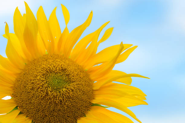 istock Sunflower flower close-up 995272938