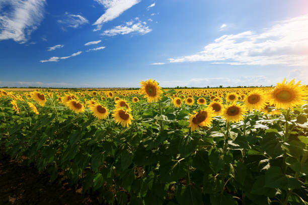 istock sunflower field summer landscape 995273212