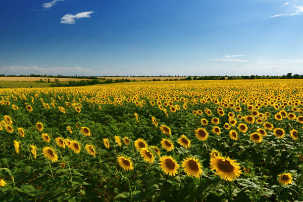 istock sunflower field summer landscape 995273224