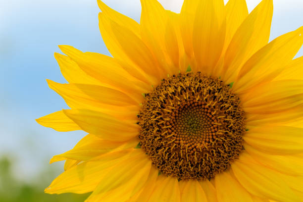 istock Sunflower flower close-up 995273700