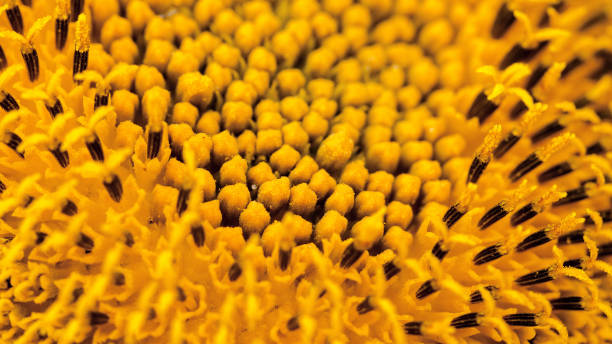 istock sunflower seeds close - up 995273732