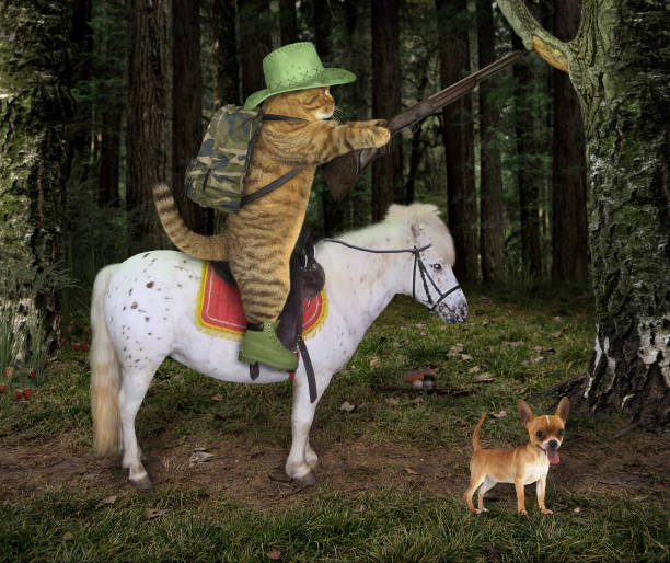 istock Cat cowboy with a rifle in the forest 995273962