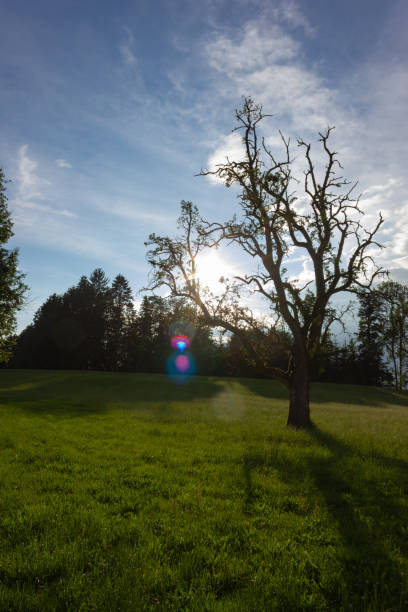 istock allgau south bavarian landscape 995278834