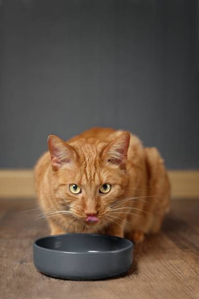 istock Hungry ginger cat licking his Face behind a grey food dish. 995279576