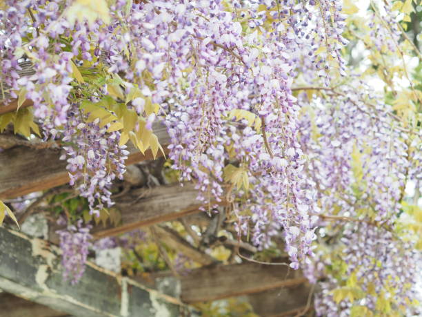 istock Wisteria flowers blooming beautifully 995282116