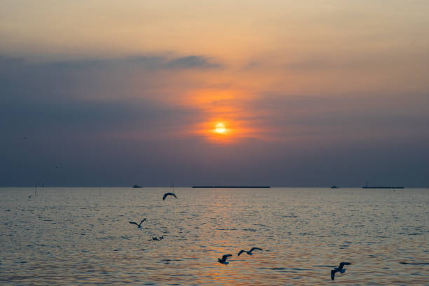 istock birds flying with sunset over the sea 995282154