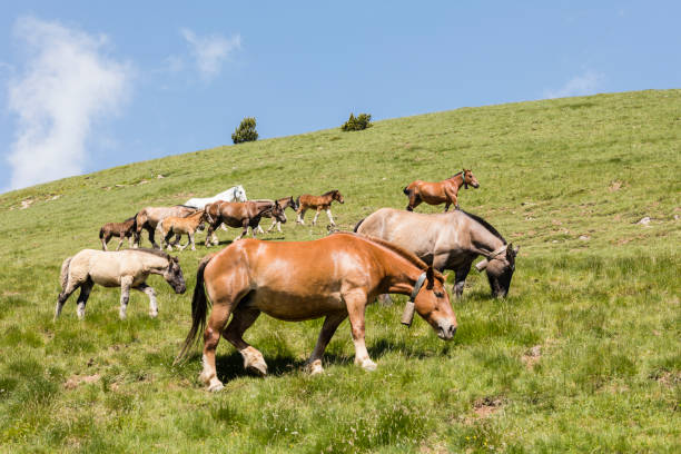 istock Horses graze in a pasture in the Pyrenees in Andorra 995284972