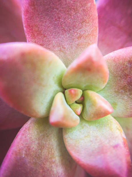 istock Full frame close-up image of Pianta grassa Pachyveria plant. 995285012