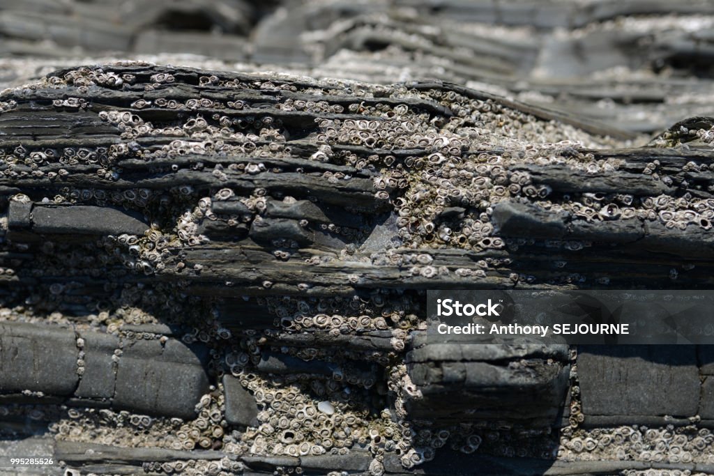 Rocks Normandy Coast low tide rock shells Algae Stock Photo