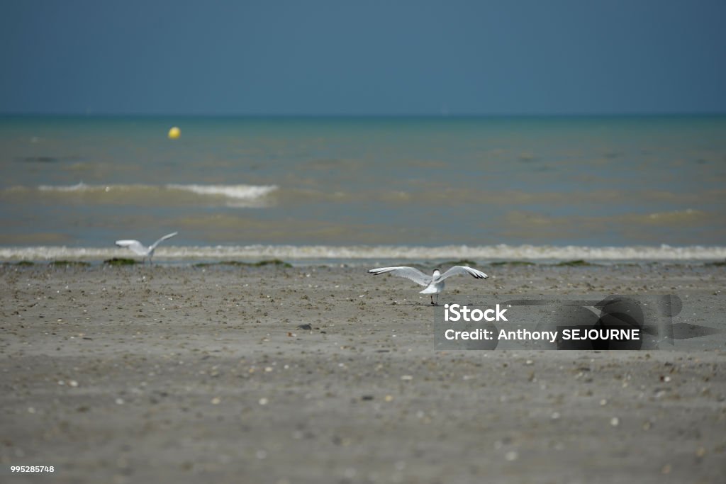 Tern Normandy Coast low tide Beach Stock Photo