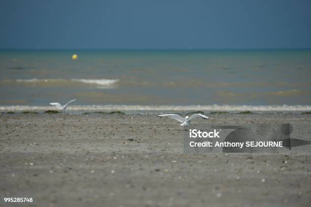 Tern Normandy Coast Stock Photo - Download Image Now - Beach, Bench, English Channel