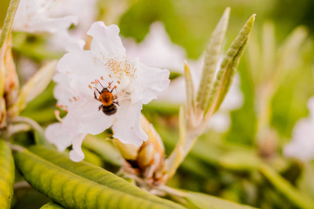 White Tailed Bumblebee on a Rhododendron.Season of flowering azaleas. Selective focus