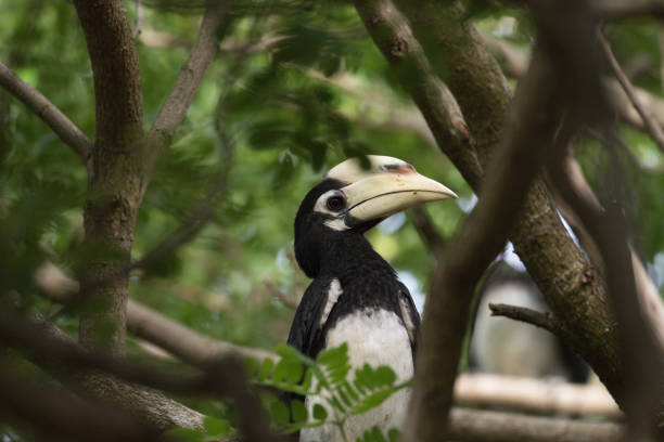 istock Oriental pied hornbill is small bird 995291502