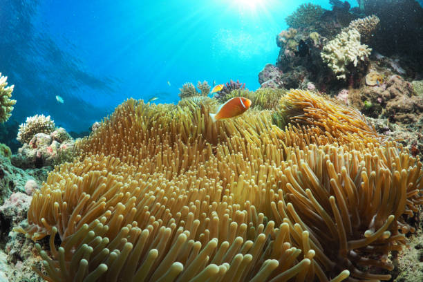 istock Clown fish enjoying the sun (Amphiprion perideraion) 995296308