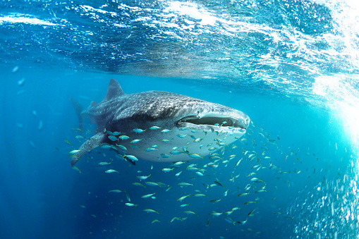 Snorkeling with a whale shark (Rhincodon typus) at Ningaloo Reef, Exmouth, Western Australia