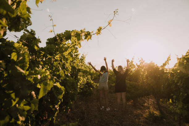 istock Two women with arms raised in vineyards at sunset 995302136