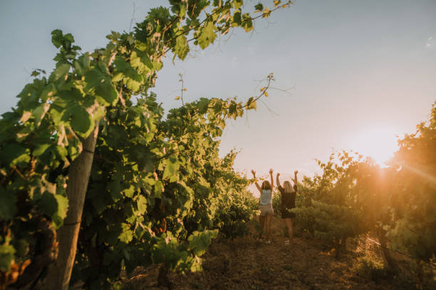 Two women with arms raised in vineyards at sunset