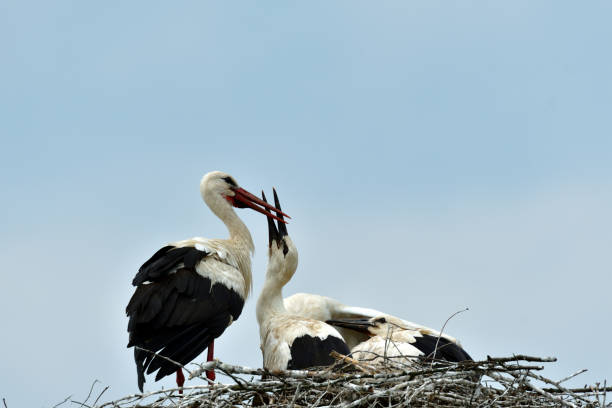 istock stork mutter feeding the little baby in the nest 995302196