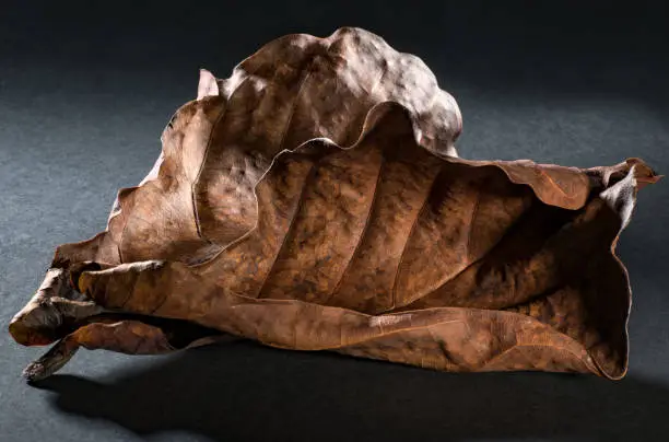dried leaves from the fiddle leaf fig showing leaf texture on a dark background
