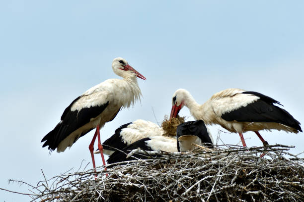 istock stork mutter feeding the little baby in the nest 995302290