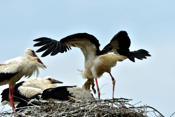 istock stork mutter feeding the little baby in the nest 995302332