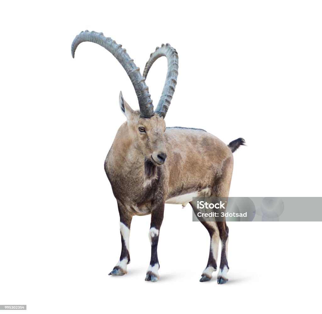 Alpine Ibex Alpine Ibex isolated on white background, Young alpine ibex male on the top of the mountain isolated on white background Ibex Stock Photo
