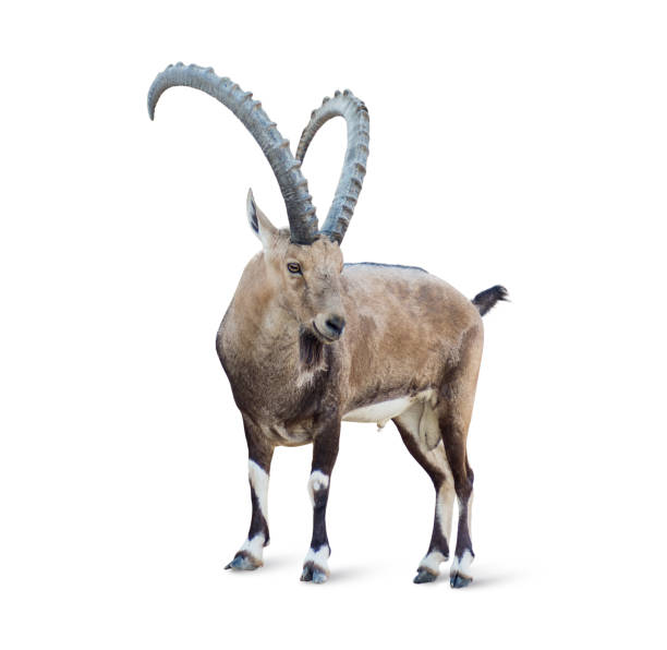 12,278 Ibex Stock Photos, Pictures & Royalty-Free Images - iStock | Alpine ibex, Nubian ibex, Ibex mountain 12,278 Ibex Stock Photos, Pictures & Royalty-Free Images - iStock | Alpine ibex, Nubian ibex, Ibex mountain