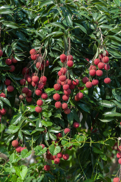 istock Lychee tropical fruits in growth on tree 995305292