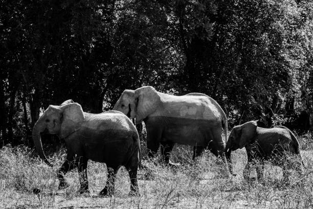 Zambia Safari
