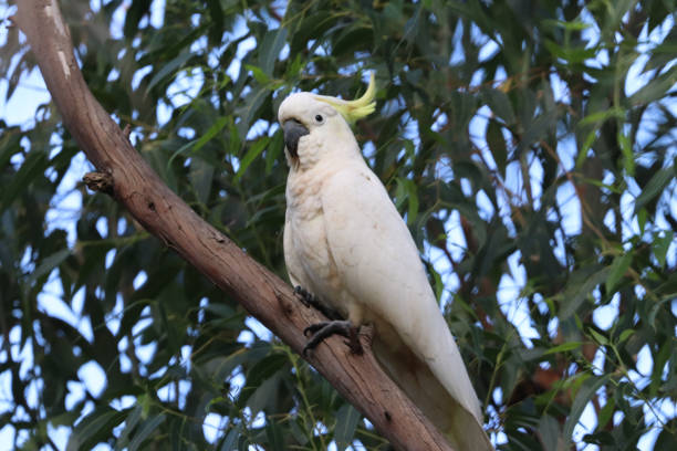 istock Sulphur crested cockatoo 995309170