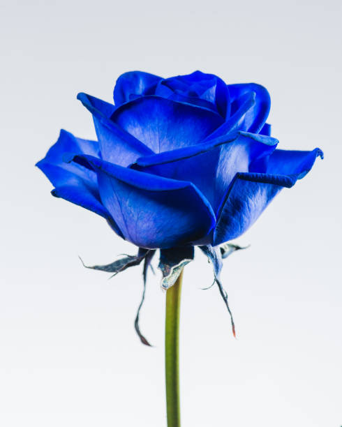 istock close-up blue rose isolated on white background 995309322