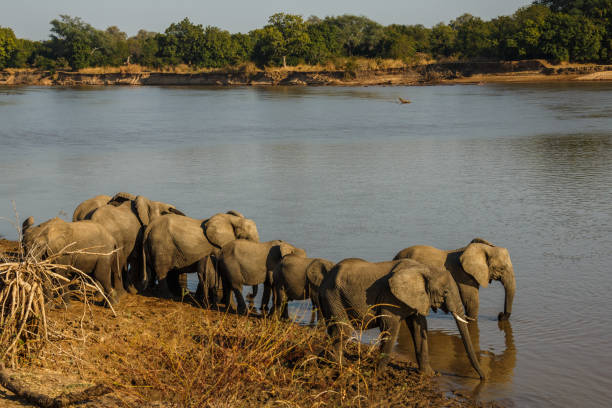 istock Zambia_Safari_2018_2 995313288