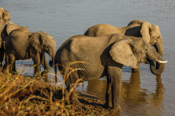 istock Zambia_Safari_2018_2 995313290
