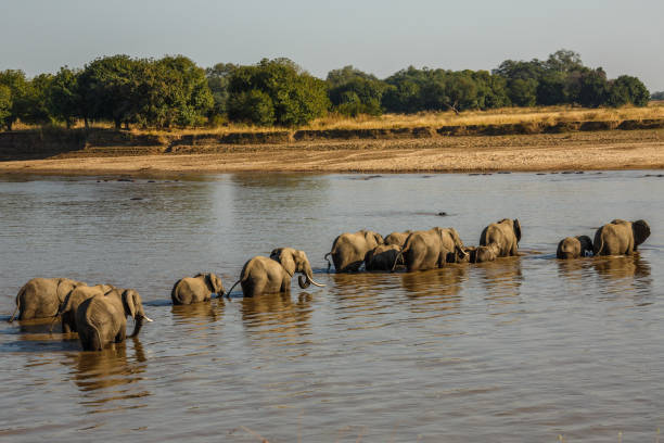 istock Zambia_Safari_2018_2 995313294