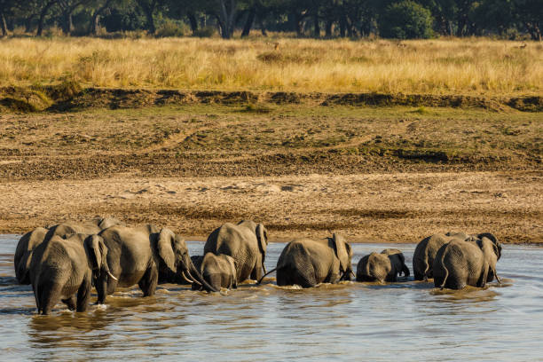 istock Zambia_Safari_2018_2 995313304