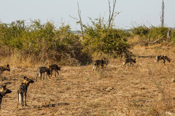 istock Zambia_Safari_2018_2 995313344