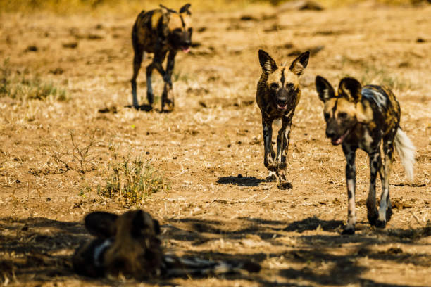 istock Zambia_Safari_2018_2 995313358