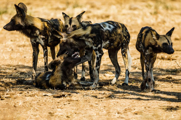 istock Zambia_Safari_2018_2 995313364