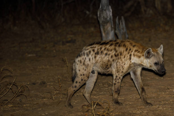 istock Zambia_Safari_2018_2 995313414