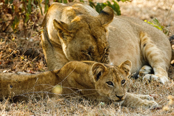 istock Zambia_Safari_2018_2 995313458