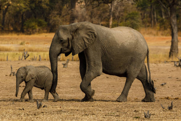 istock Zambia_Safari_2018_2 995313468
