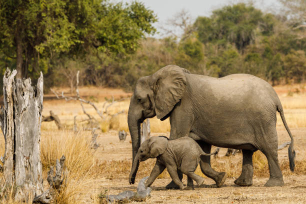 istock Zambia_Safari_2018_2 995313474