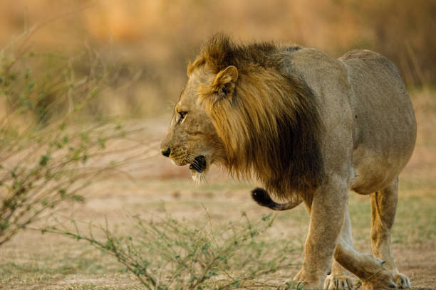 istock Zambia_Safari_2018_2 995313560